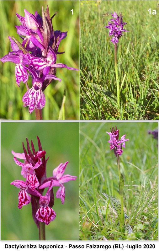 DACTYLORHIZA: immagini di una splendida orchidacea.